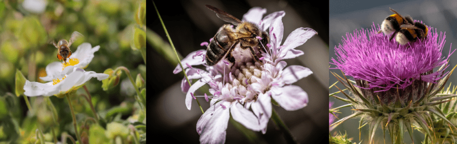 Calier premia las mejores fotografías sobre apicultura