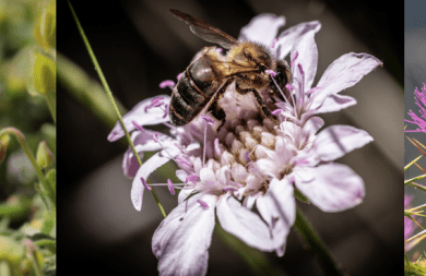 Calier premia las mejores fotografías sobre apicultura